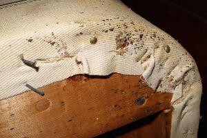 Ccbh, Bed Bugs In Bed Frame