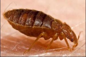 BedBug-SideView