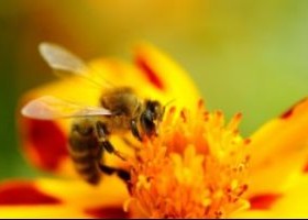 Beekeeping (Apiary) Inspection Program