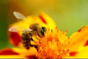 Beekeeping (Apiary) Inspection Program