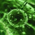 Virus