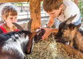 Fairs & Festivals – What to Know About Animal Exhibits