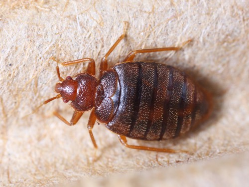 Close up cimex hemipterus on corrugated recycle paper