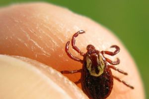 Macro photograph of a deer tick held between index finger and thumb.