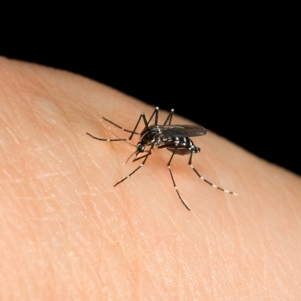 The Asian Tiger mosquito  can  carry the ZIka virus.