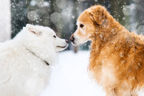 https://www.ccbh.net/wp-content/uploads/2017/12/bigstock-beautiful-red-and-white-husky-CROP-500x334.jpg