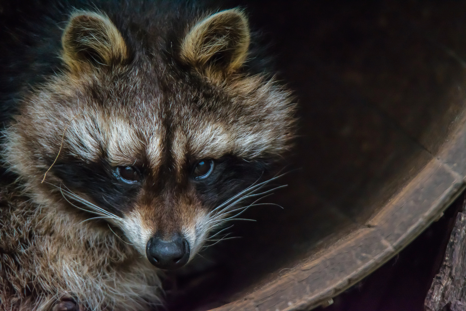 bigstock-A-Raccoon-Sitting-In-A-Barrel-232612393