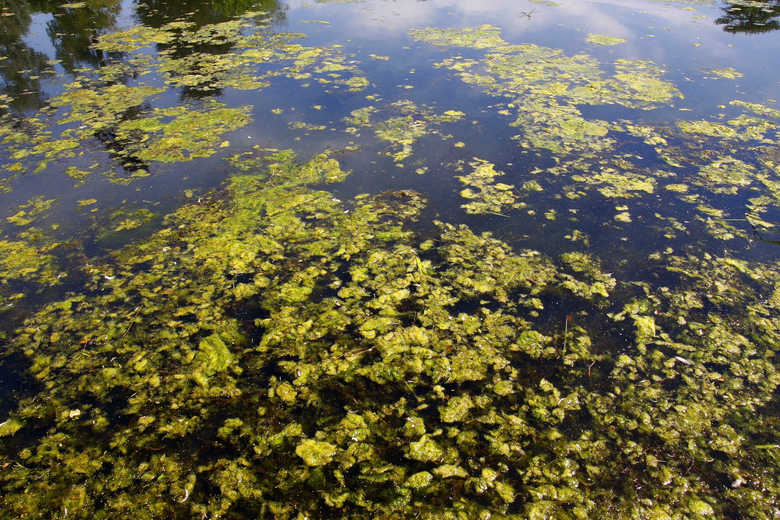 bigstock-Algal-Bloom-Green-Algae-In-A-F-247321945