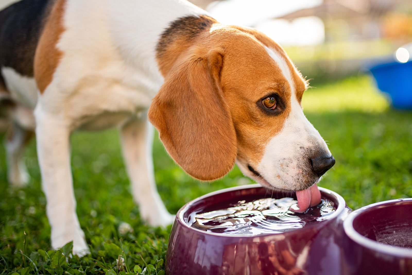 bigstock-Beagle-Dog-Drinking-Water