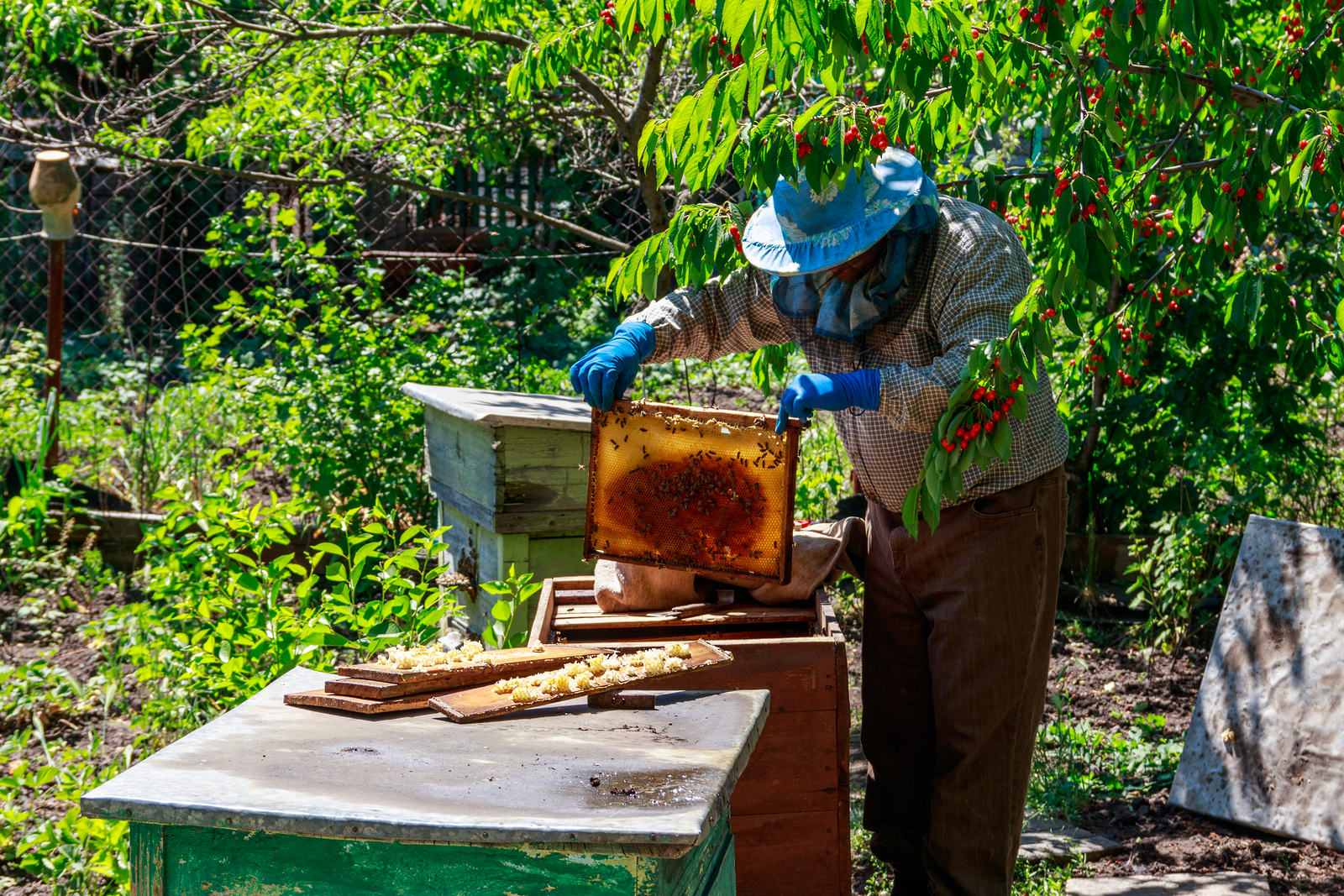 bigstock-Beekeeper-Checking-A-Beehive-T-298971667