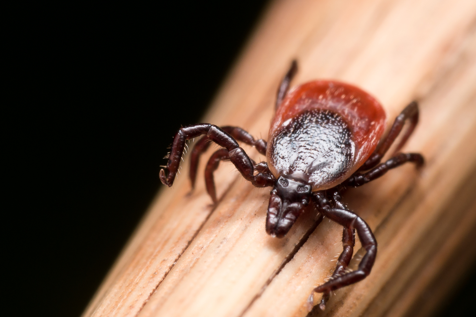 bigstock-Close-Up-Macro-Of-Deer-Tick-Cr