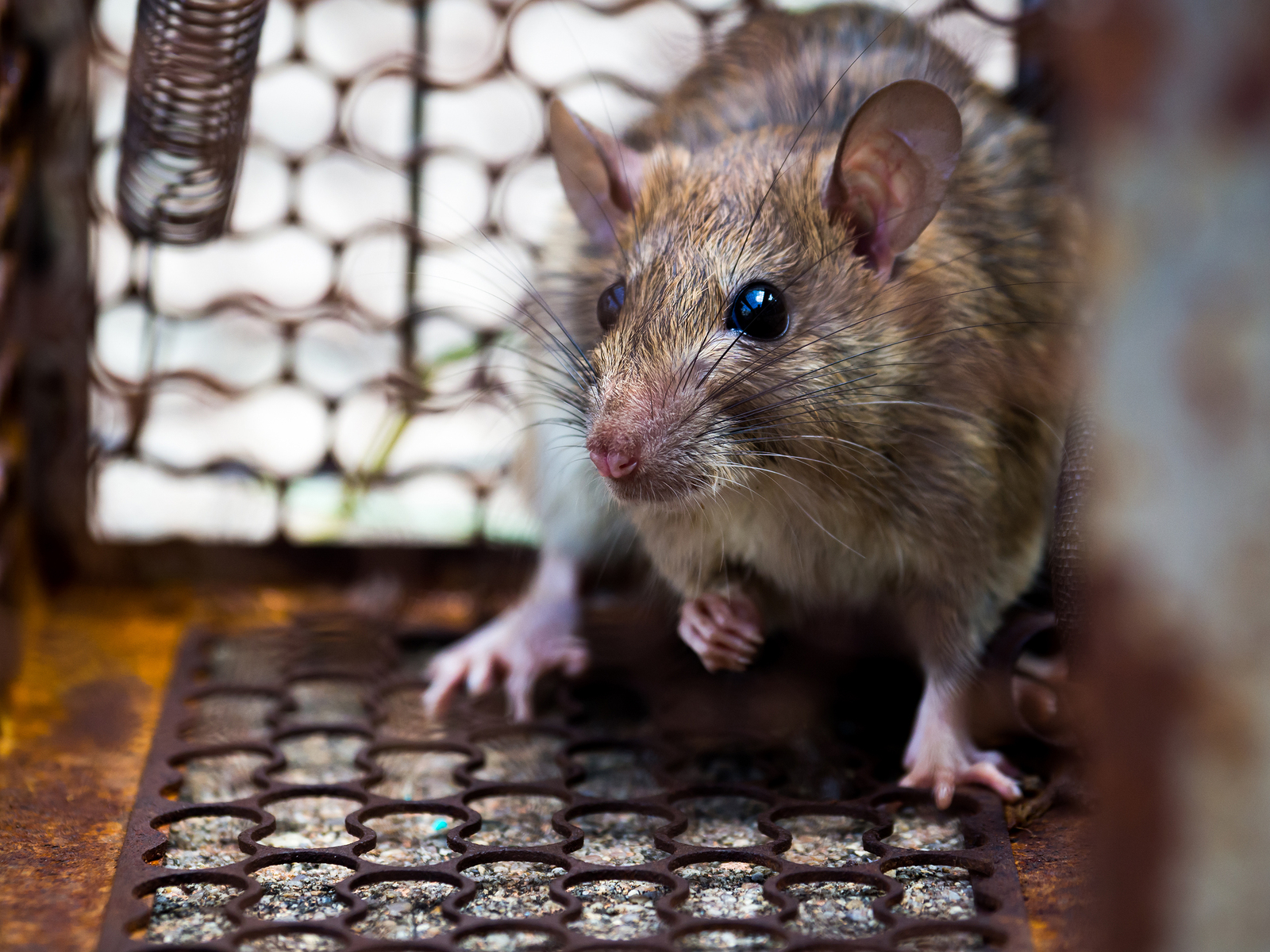 bigstock-The-Rat-Was-In-A-Cage-Catching