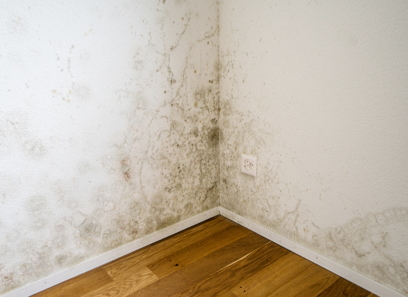 bigstock-Tocix-Mold-And-Mildew-On-The-W-250574389