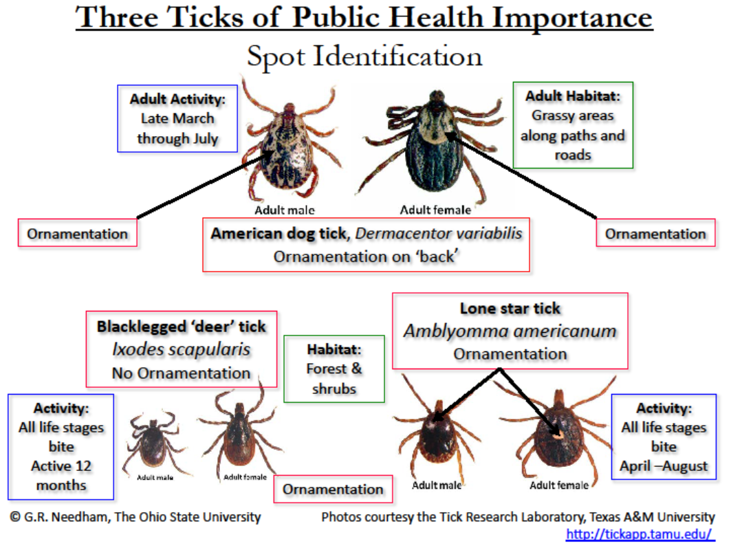 Ticks net