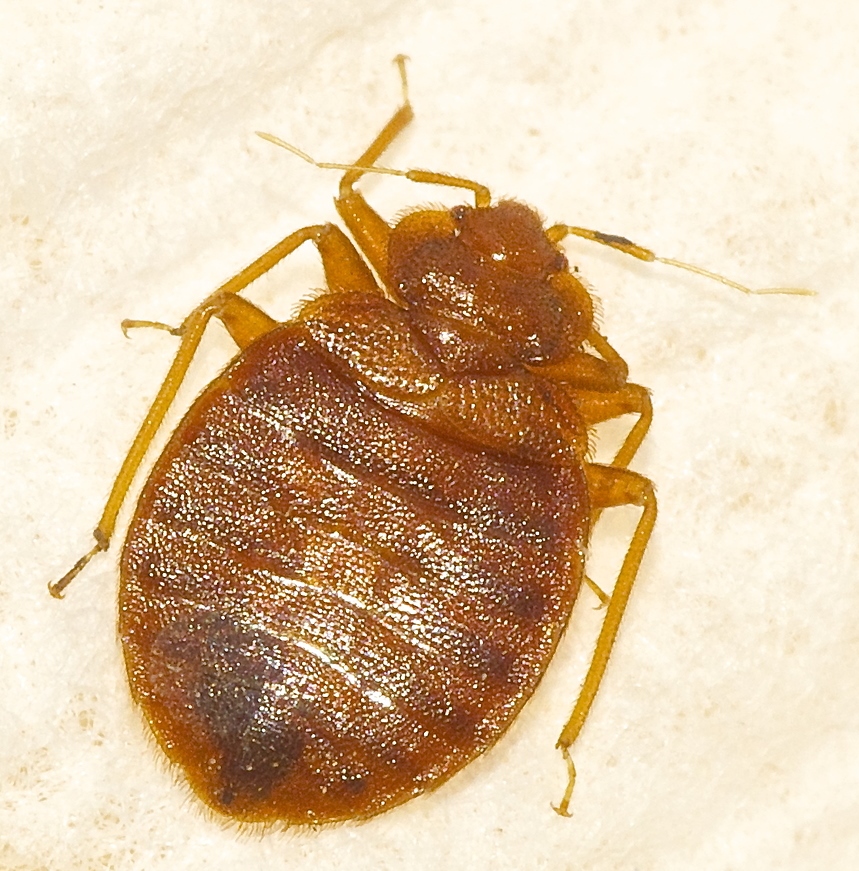 Ccbh, Can Bed Bugs Live In Wood Frames