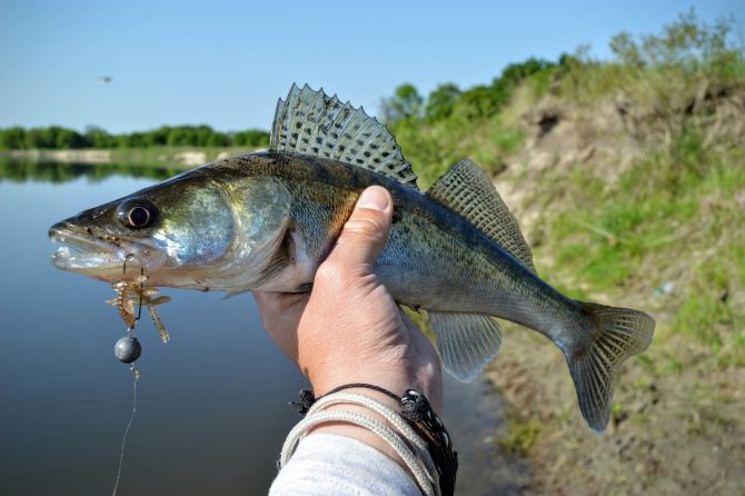 Caught-Zander-Fish-Or-Walleye